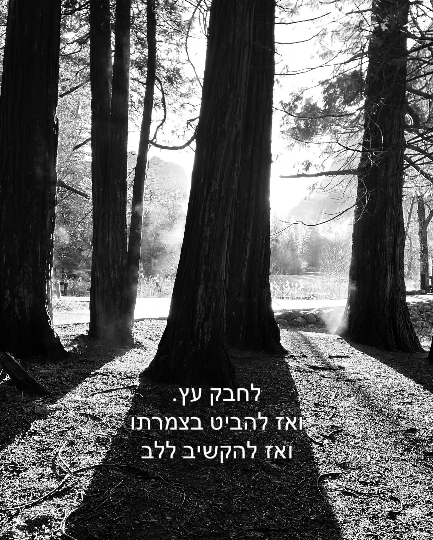 לחבק עץ